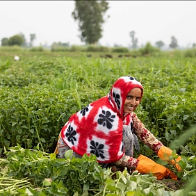 A mint farmer smiles and tends to their crop in the field.