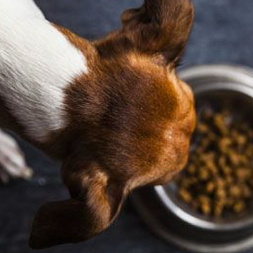 A dog eating kibble from a bowl.