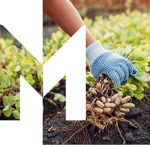 Our Peanut Farming Practices: A Commitment to Save the Peanut | Mars