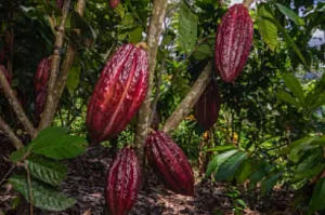 Cocoa de