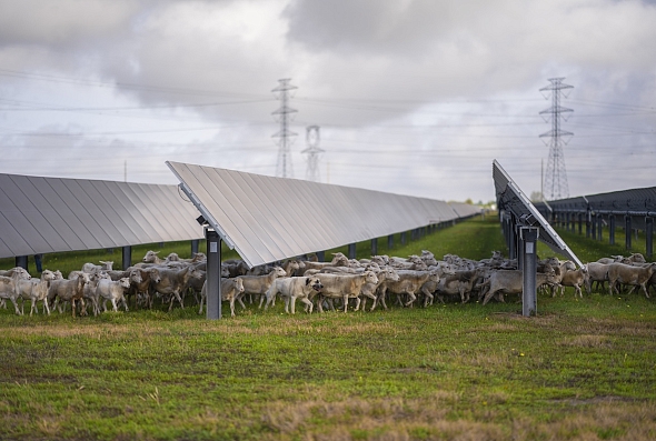 A herd of sheep walking under solar panels in a field.