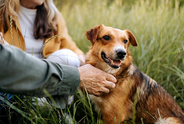 Two people and a dog sitting in a field.