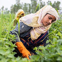 Woman mint farming
