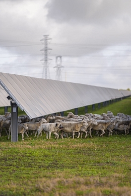 A herd of sheep walking under solar panels in a field.