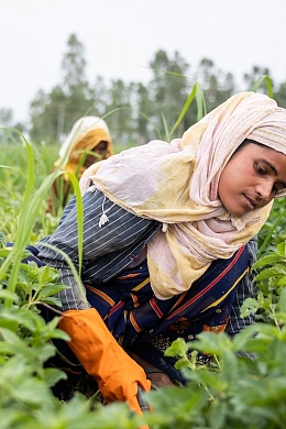 Indian mint farmers in the field.