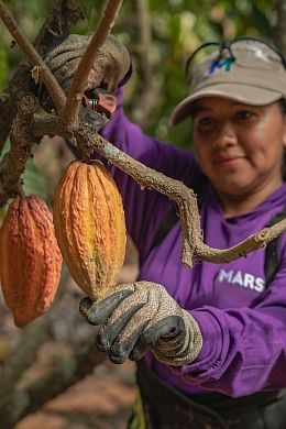 A cocoa farmer tends to a cacao tree. 