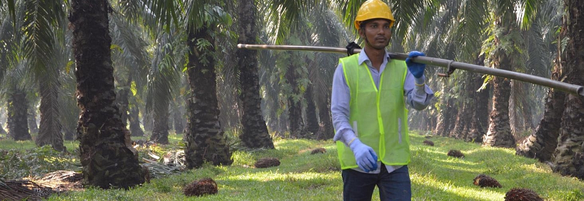 Palm oil farmer with a pole pruner saw.