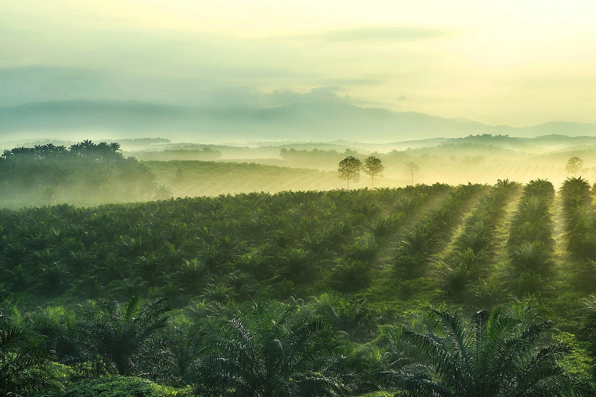 Palm oil farm with rows of palm trees.