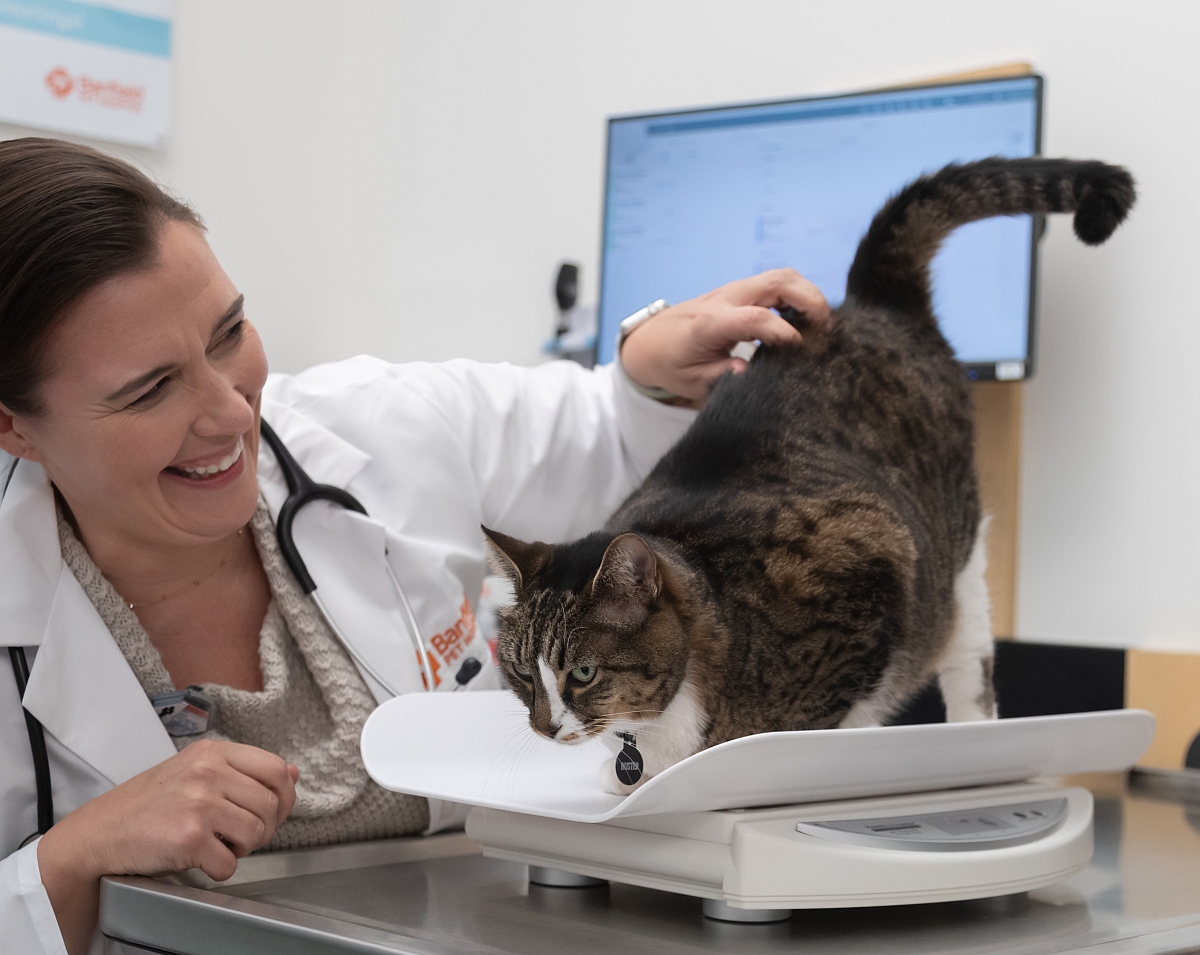 vet and a cat patient