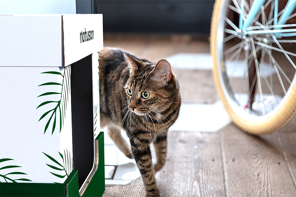 cat peeking around a natusan box