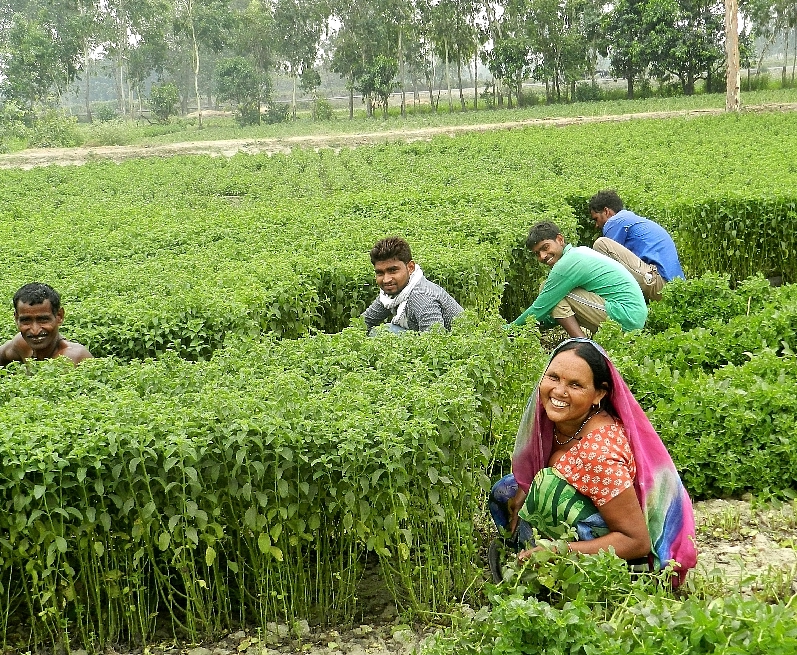 Woman in field SIGP