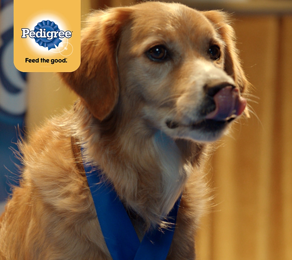 Essential Support Dogs - Pedigree