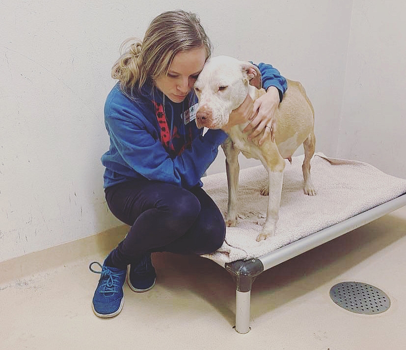 Mars foster dogs top