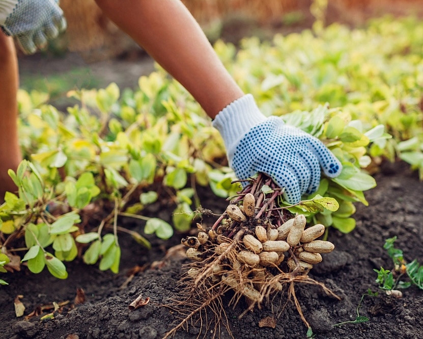 Hand harvesting peanuts in farm